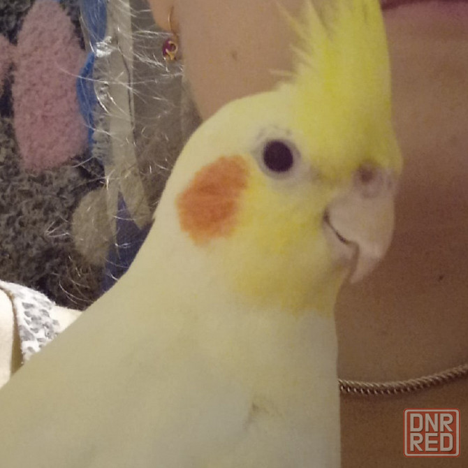 Кореллы (пара) Макеевка - изображение 1