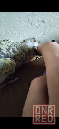 Кореллы (пара) Макеевка - изображение 4