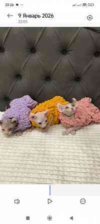 Котёнок Эльф в поисках мамы Донецк