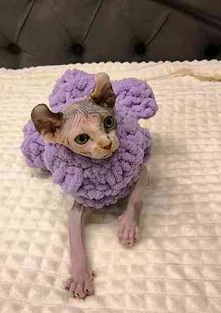 Котёнок Эльф в поисках мамы Донецк