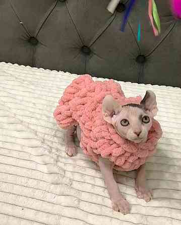 Котёнок Эльф в поисках мамы Донецк