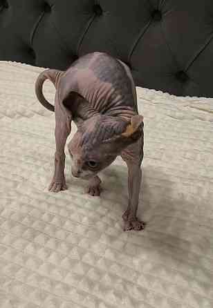 Котёнок Эльф в поисках мамы Донецк