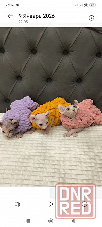 Котёнок Эльф в поисках мамы Донецк - изображение 3