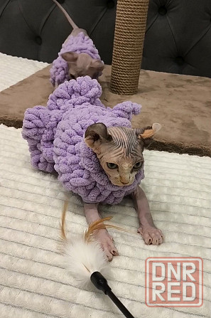 Котёнок Эльф в поисках мамы Донецк - изображение 2