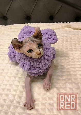 Котёнок Эльф в поисках мамы Донецк - изображение 1