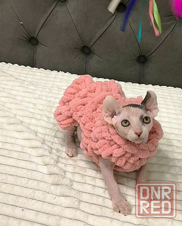 Котёнок Эльф в поисках мамы Донецк - изображение 5