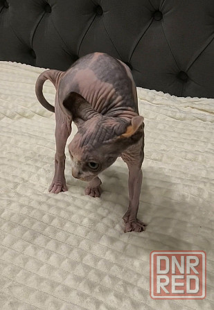 Котёнок Эльф в поисках мамы Донецк - изображение 4