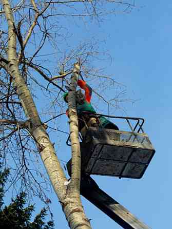 Валка деревьев любой сложности Донецк