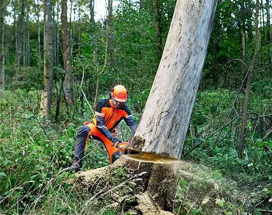 Валка деревьев любой сложности Донецк