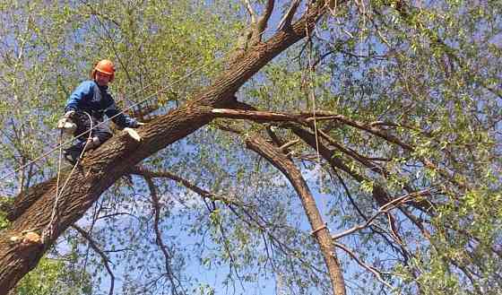 Валка деревьев любой сложности Донецк