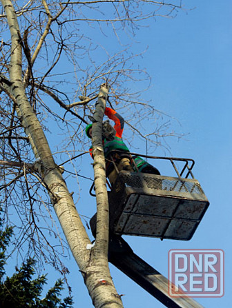 Валка деревьев любой сложности Донецк - изображение 2