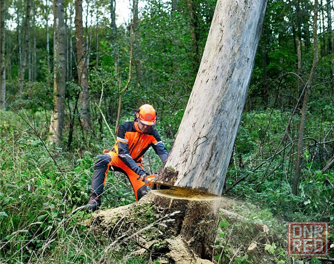 Валка деревьев любой сложности Донецк - изображение 1