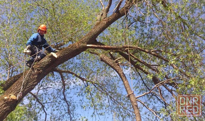 Валка деревьев любой сложности Донецк - изображение 3
