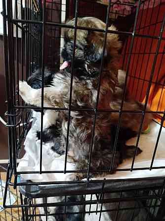 Продажа щенков Пекинеса Донецк