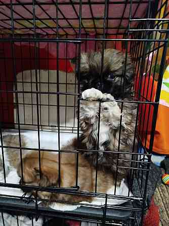 Продажа щенков Пекинеса Донецк