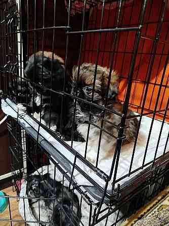 Продажа щенков Пекинеса Донецк