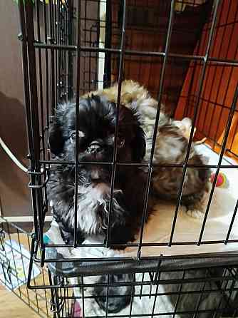 Продажа щенков Пекинеса Донецк