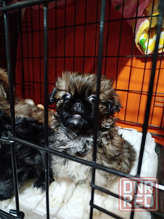 Продажа щенков Пекинеса Донецк - изображение 6