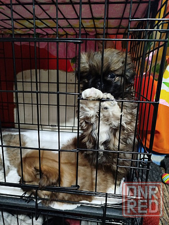 Продажа щенков Пекинеса Донецк - изображение 4