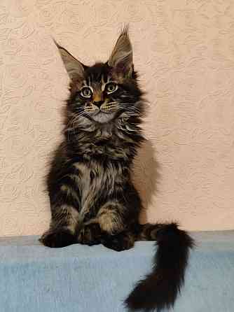 котята Мейн-кун Донецк