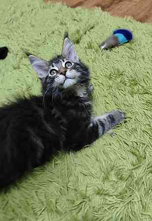 котята Мейн-кун Донецк