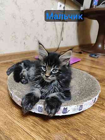 котята Мейн-кун Донецк