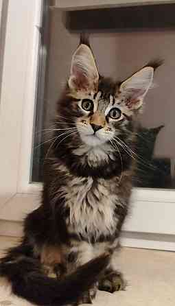 котята Мейн-кун Донецк