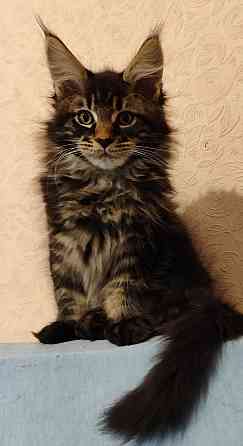 котята Мейн-кун Донецк