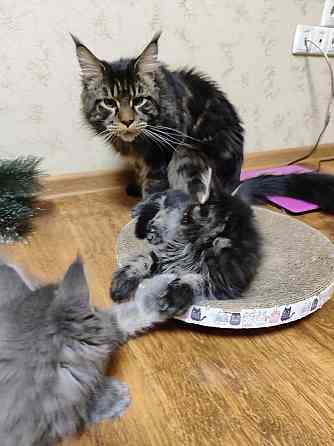 котята Мейн-кун Донецк