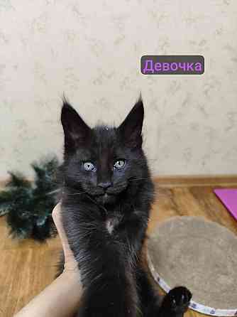 котята Мейн-кун Донецк