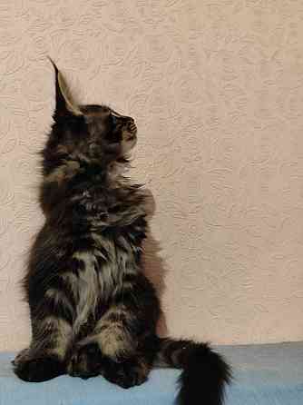 котята Мейн-кун Донецк