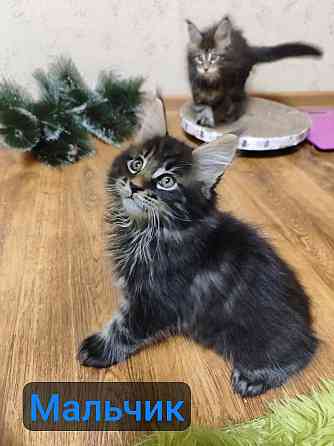 котята Мейн-кун Донецк