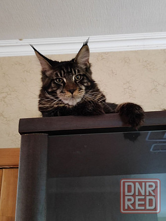 котята Мейн-кун Донецк - изображение 5