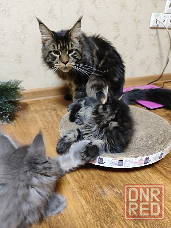 котята Мейн-кун Донецк - изображение 4