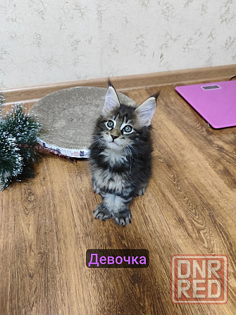 котята Мейн-кун Донецк - изображение 3