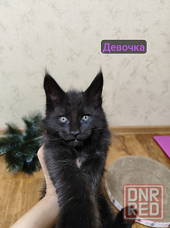 котята Мейн-кун Донецк - изображение 2