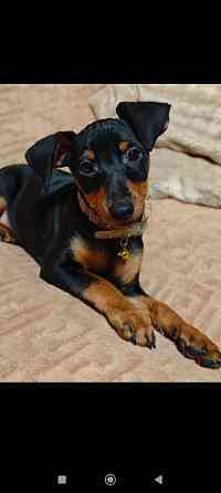 Цвергпинчер щенок Донецк