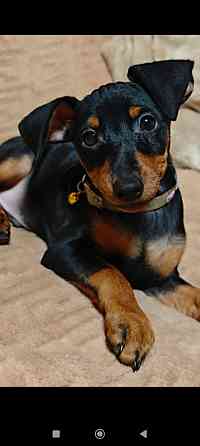 Цвергпинчер щенок Донецк