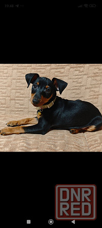 Цвергпинчер щенок Донецк - изображение 2