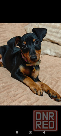 Цвергпинчер щенок Донецк - изображение 3