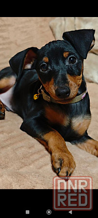 Цвергпинчер щенок Донецк - изображение 1