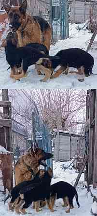 Щенок 3месяца немецкая овчарка Донецк