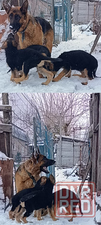 Немец чистокровный щенок Макеевка - изображение 1