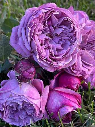 Саженцы роз на весну Донецк