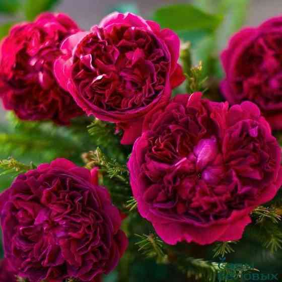 Саженцы роз на весну Донецк