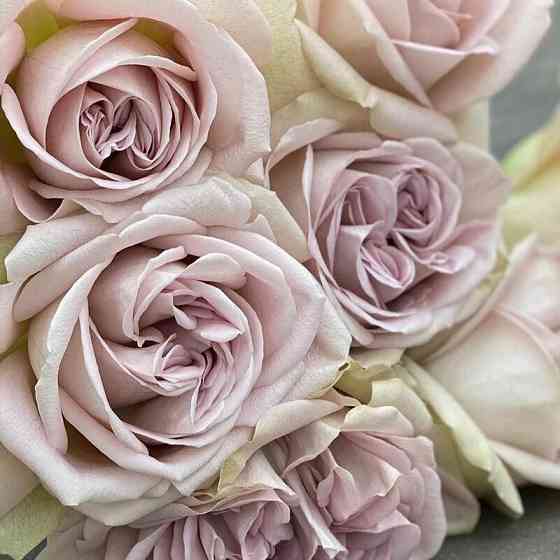 Саженцы роз на весну Донецк