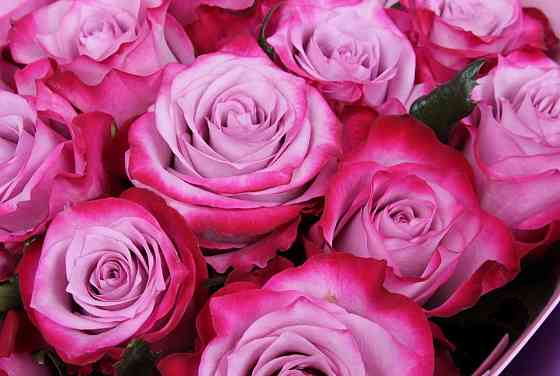 Саженцы роз на весну Донецк