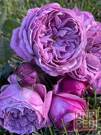 Саженцы роз на весну Донецк - изображение 1