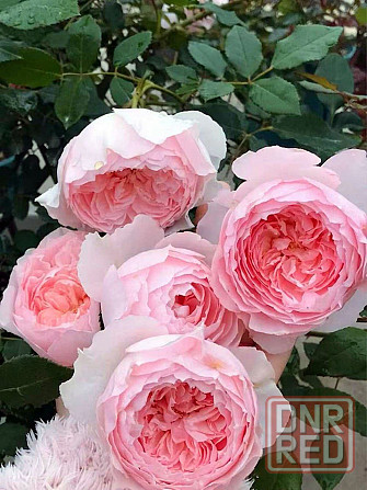 Саженцы роз на весну Донецк - изображение 5