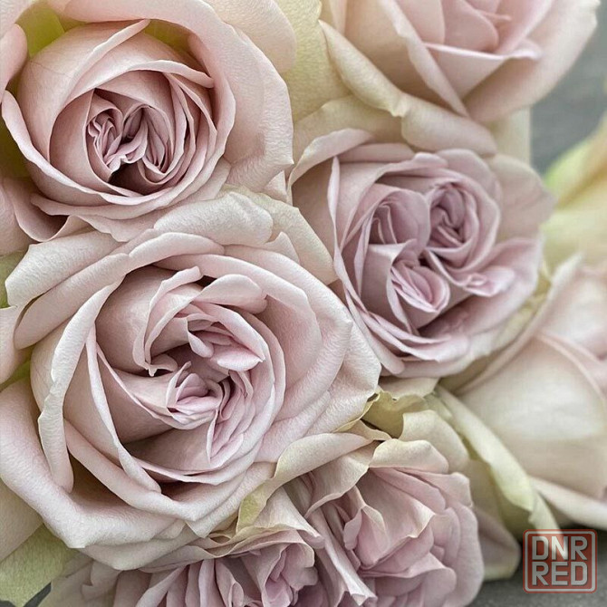 Саженцы роз на весну Донецк - изображение 6